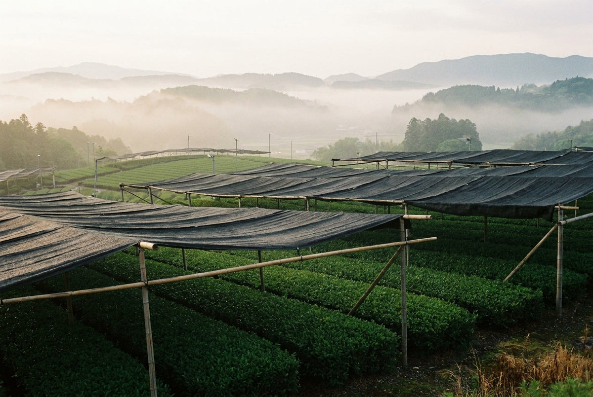 Plantation de matcha ombragée au Japon avec voiles noirs de tencha et collines brumeuses